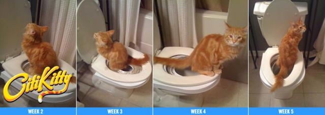 Набор для приучения кошек к туалету CitiKitty Cat Toilet Training Kit